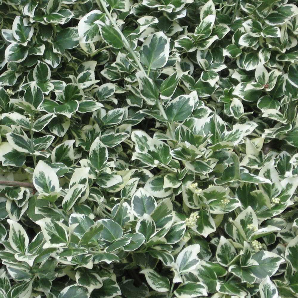 EUONYMUS FORTUNEI EMERALD GAIETY